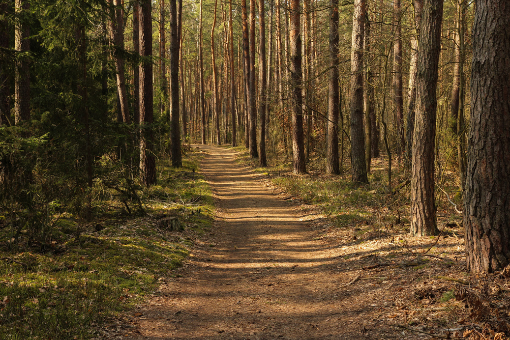 forest, meadow